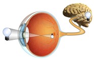 Retinas: A Window to the Brain?